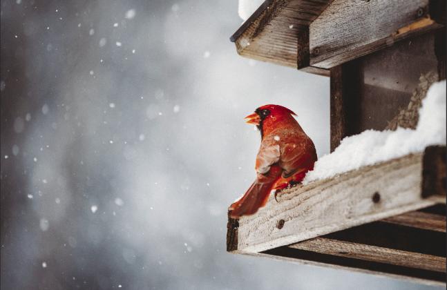 Birds bring enjoyment to winter landscape