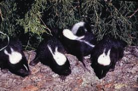 Oklahoma’s overpopulation of skunks