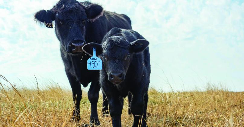 Two decades of Cow-Calf Corner draws worldwide readership