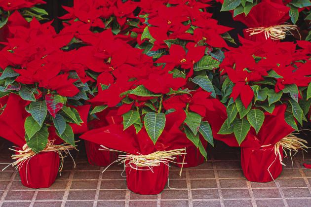 Poinsettias are a long-time