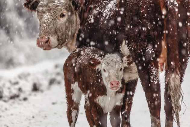 Rancher’s lunchtime series explores wintering cows with limited forage