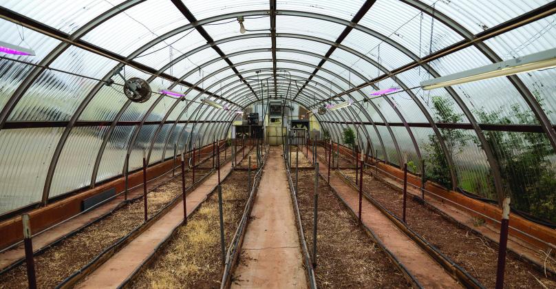 Aging greenhouses threaten to compromise the advancement of OSU’s wheat breeding program. (Photo by Mitchell Alcala, OSU Agriculture)