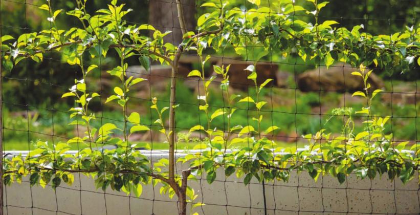 Vertical gardening is a great way to make the most of limited ground space. Some non-vine plants, such as this espalier tree, can be trained to grow along a vertical surface. (Photo by Todd Johnson, OSU Agricultural Communications Services)