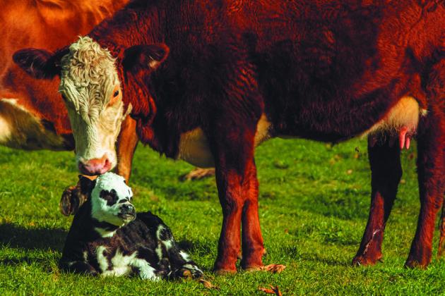 OSU Extension on call for calving season questions