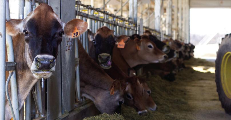 The Rancher’s Thursday Lunchtime Series in April will cover the latest trends and research in dairy and beef crossbred operations. (Photo by Todd Johnson, OSU Agriculture)
