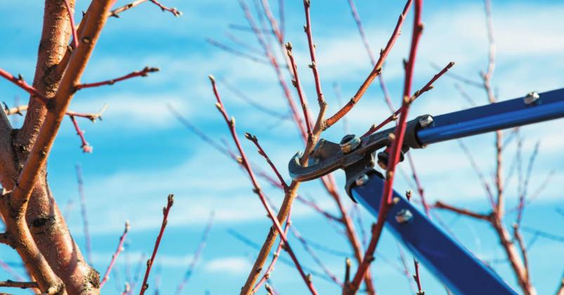 Late winter is a good time to prune deciduous trees and shrubs. (Photo by Todd Johnson, OSU Agricultural Communications Services)