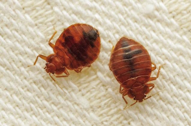 Don’t let the bed bugs bite: what to know