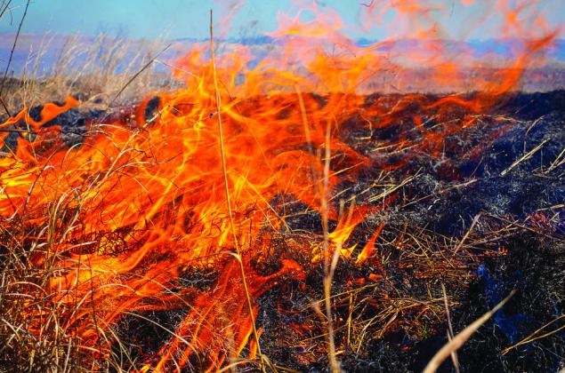 Tragic wildfires not only destroy livestock but also the forage and pastureland they need to survive. (Photo by Todd Johnson, OSU Agriculture)