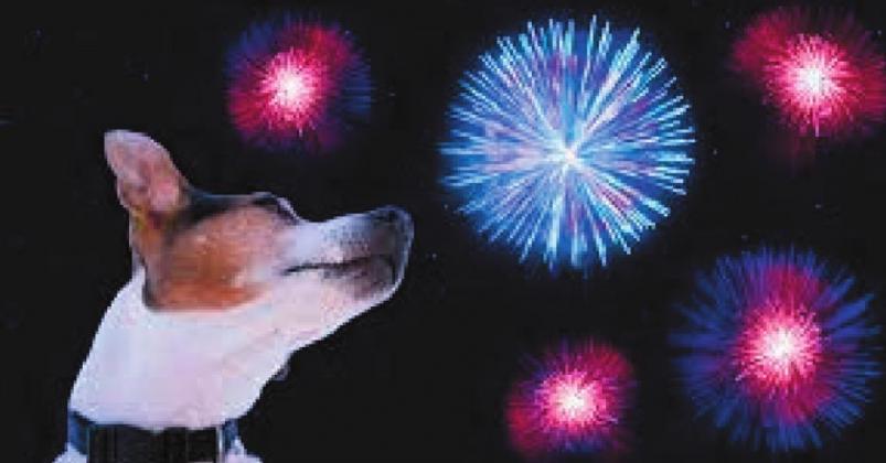 Keeping pets safe from fireworks
