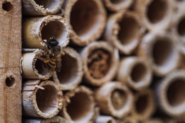Bee hotels boost native bee populations
