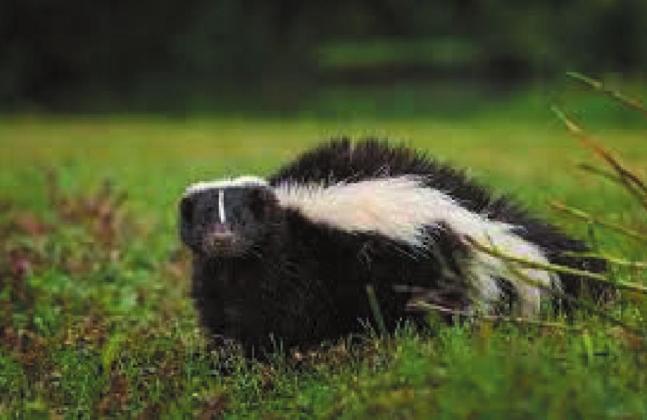 What should you do if your pet is sprayed by a skunk?