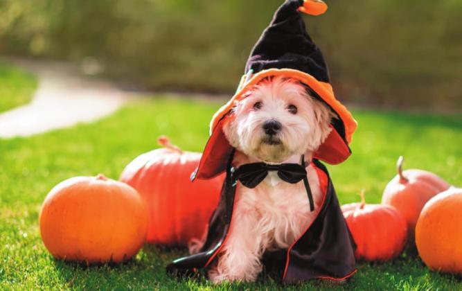 	‘Halloween Happenings’; Noble County celebrates fall holiday