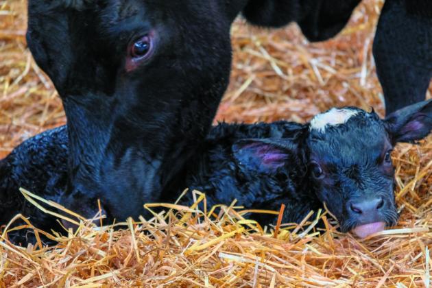 Fall calving in hot weather