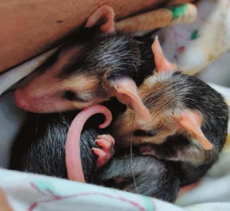 Baby opossums: What to do if you find them