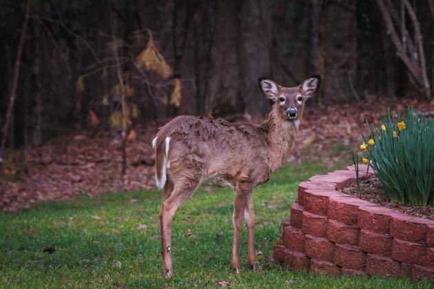 Deer looking for a good food source may find a smorgasbord in a well-kept rural or urban landscape.