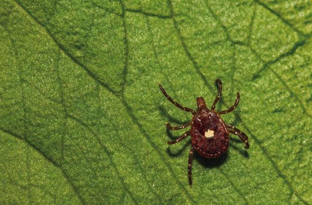 The red meat allergy people develop after a tick bite is becoming more common in Oklahoma. The latest CDC data poses many questions about why lone star ticks are most often to blame and why some people are less susceptible to an allergic reaction. (Photo by Shutterstock)