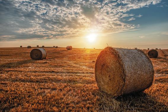 Questions to ask before buying hay