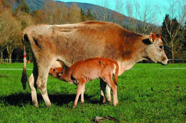 The importance of colostrum