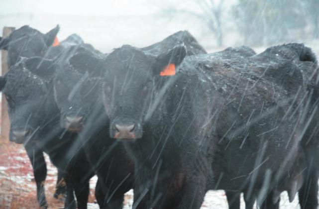 La Nina winters are typically mild, but short-term, extreme weather patterns can still affect livestock feeding strategies. (Photo by Todd Johnson, OSU Agricultural Communications Services)