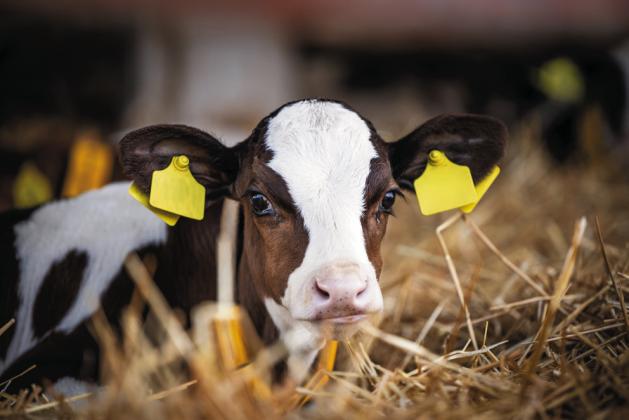 What has value to your calf buyer?